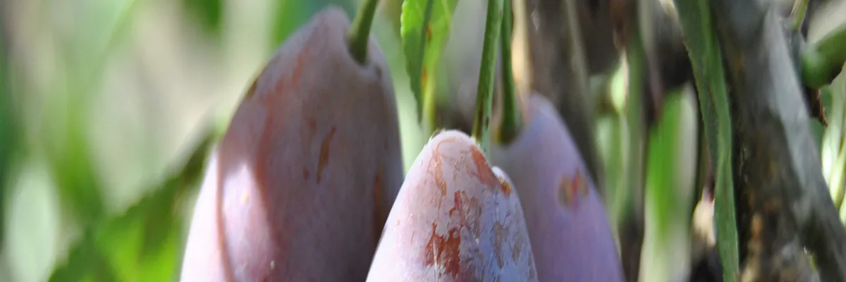 Image Installateur abri de piscine Lot-et-Garonne
